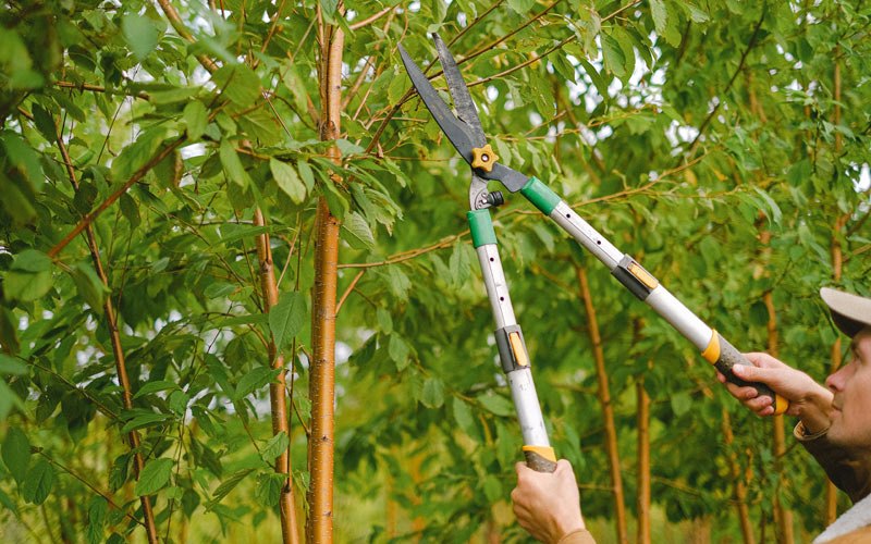 Tree trimming in Higginsville, MO